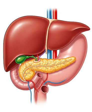 Benign Liver and Pancreatic Conditions
